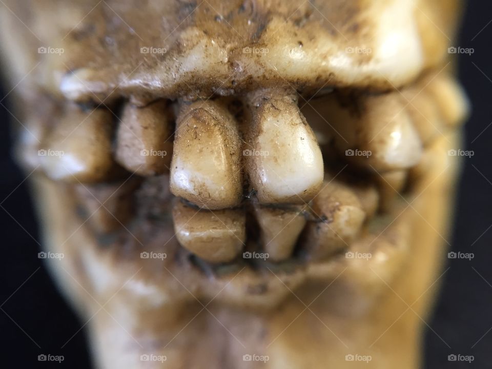 Close-up of a skull's teeth.