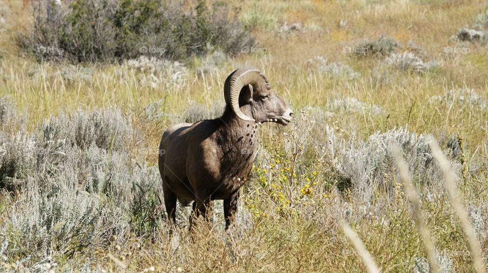 Bighirn cheep