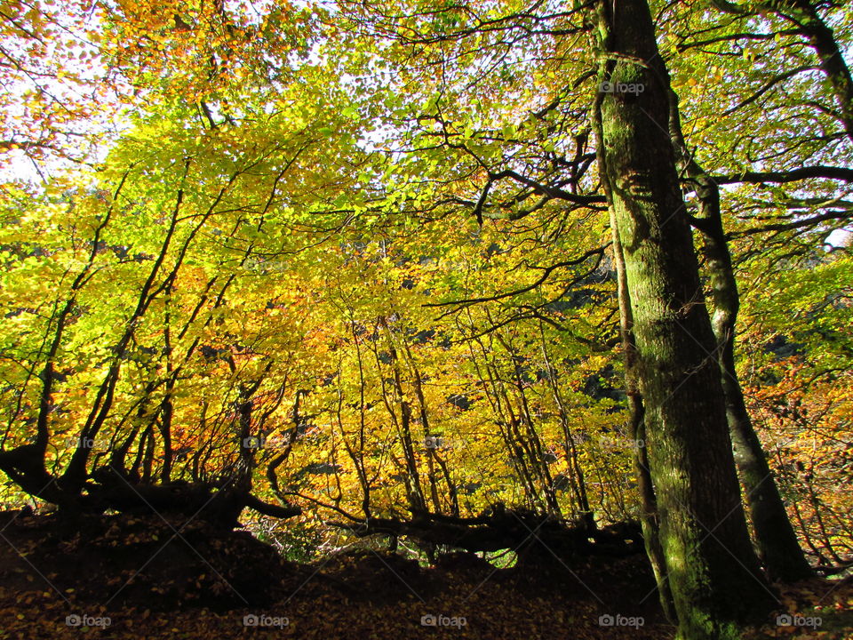 Fall, Wood, Leaf, Tree, Landscape