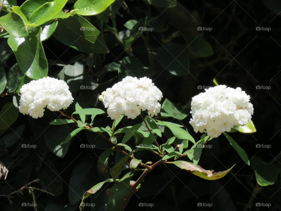 White flores