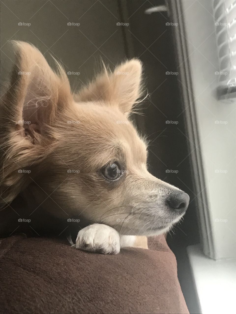 Chihuahua looking out window