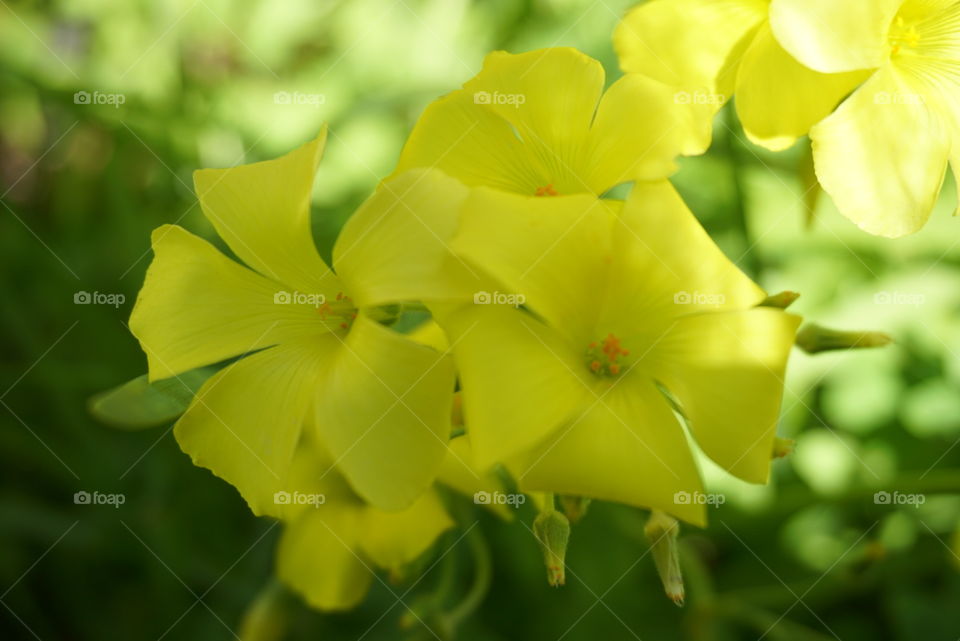 Bermuda buttercup