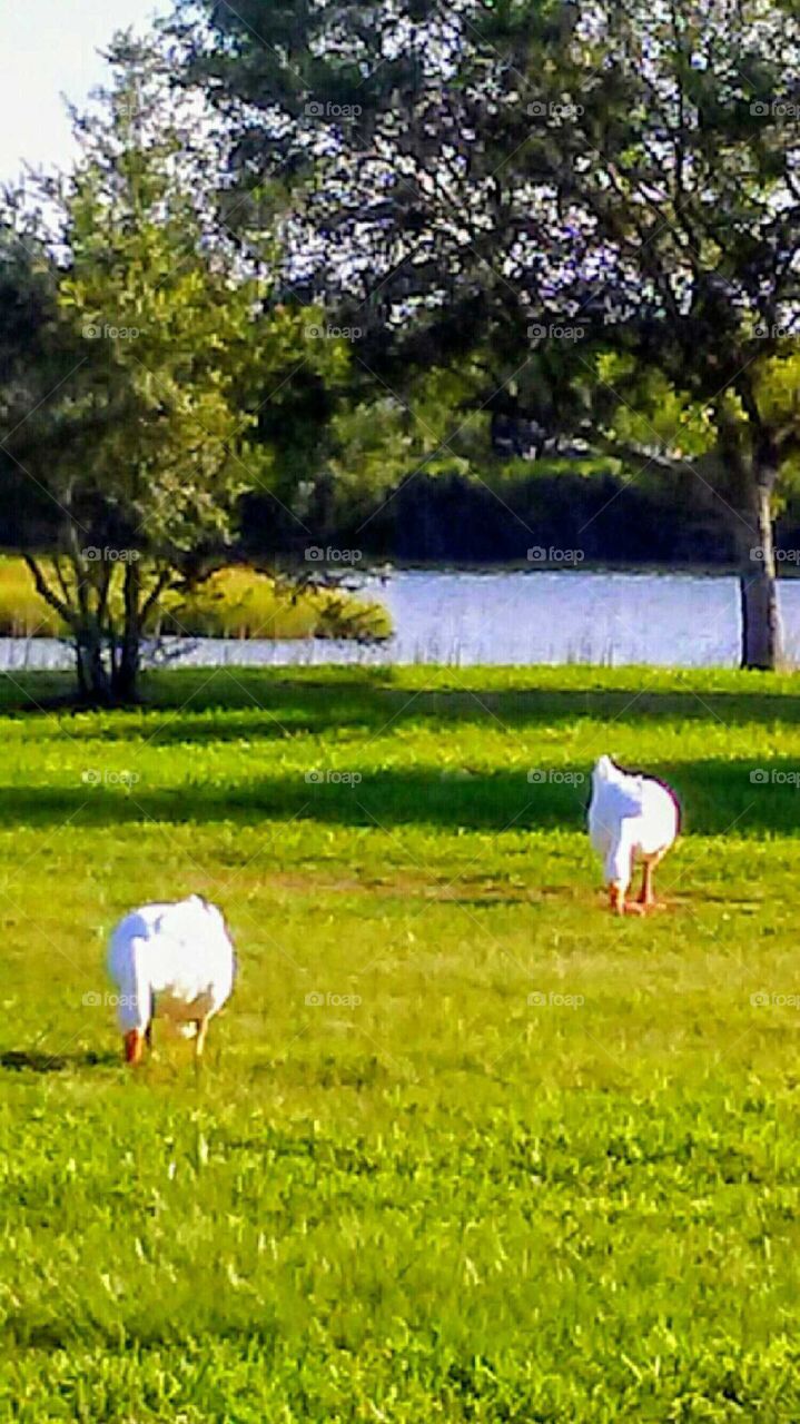 Two White Geese