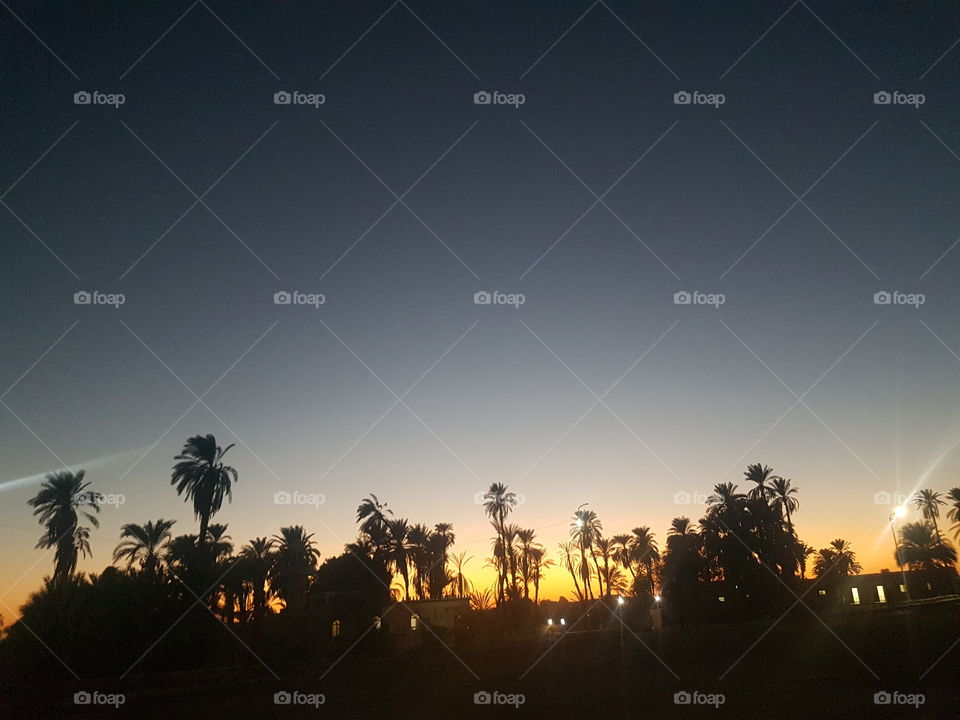 Nature - Urban - Palm Trees - Sunset - Africa - Egypt