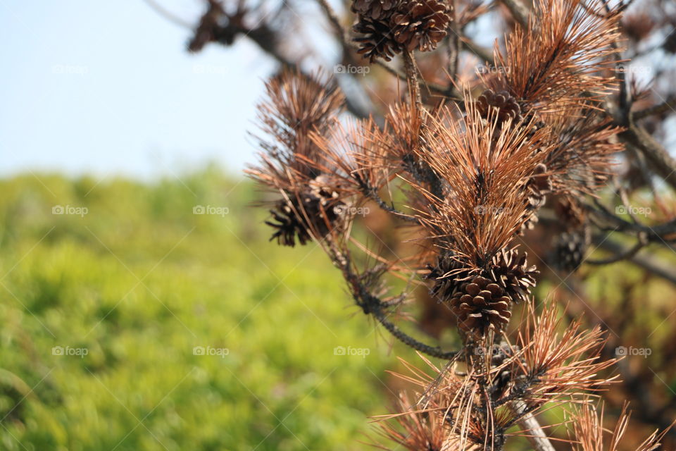 Pine Cones at the beach