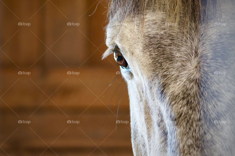 Portrait of a Horse 