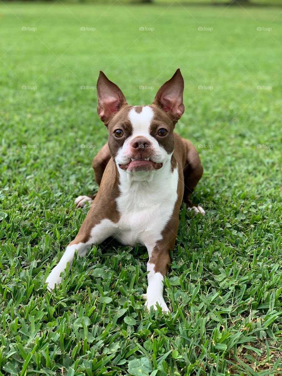 Beautiful and cute dog