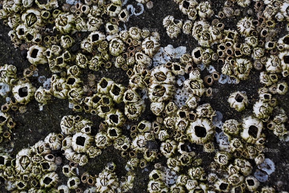 Barnacles