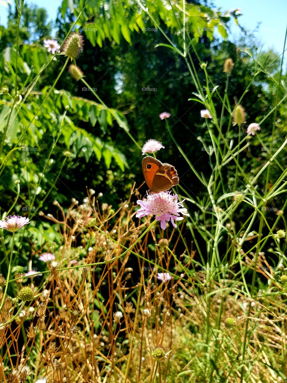 flowers, butterfly, nature, forest🌺🌺🌺🌺