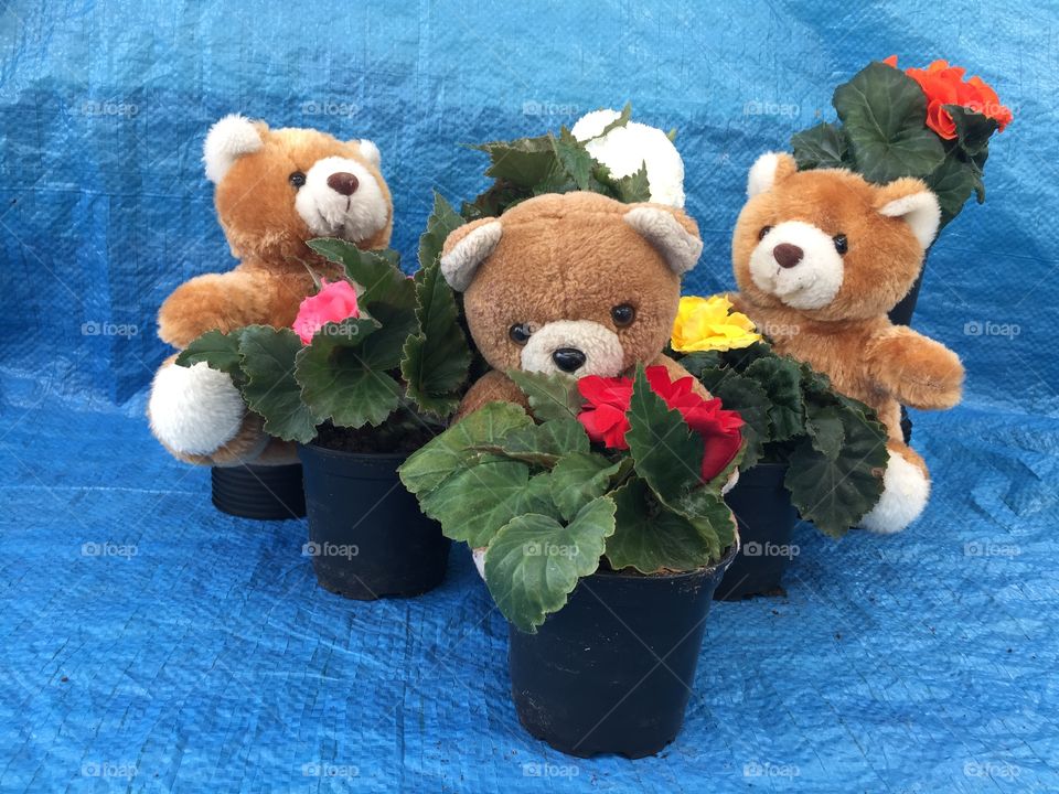Teddy bear 	. actually this was an advertising photo for a flower nursery
	
