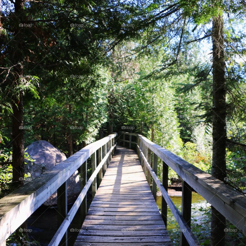 Wood, Guidance, Tree, Nature, Park