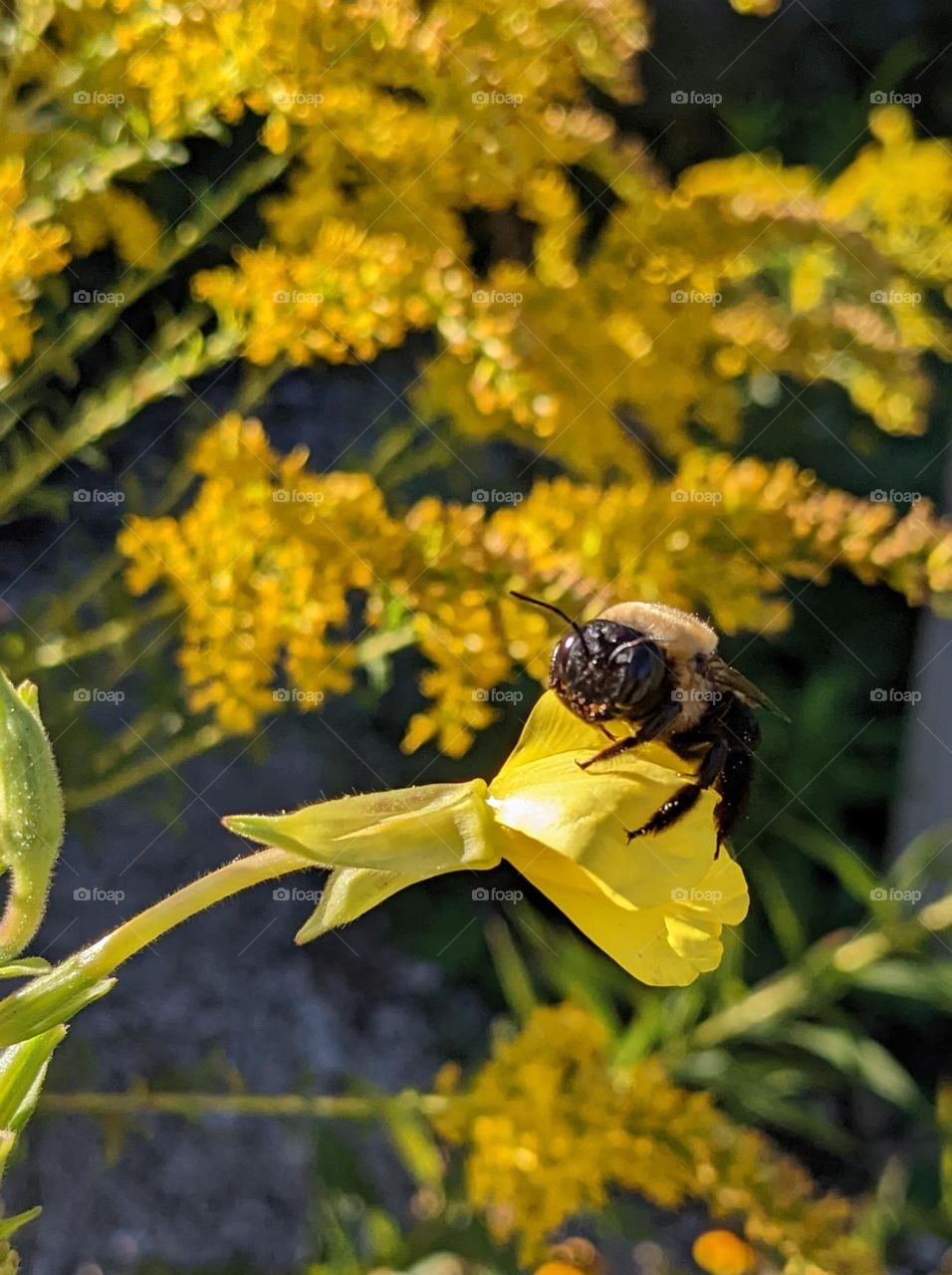 bee flower