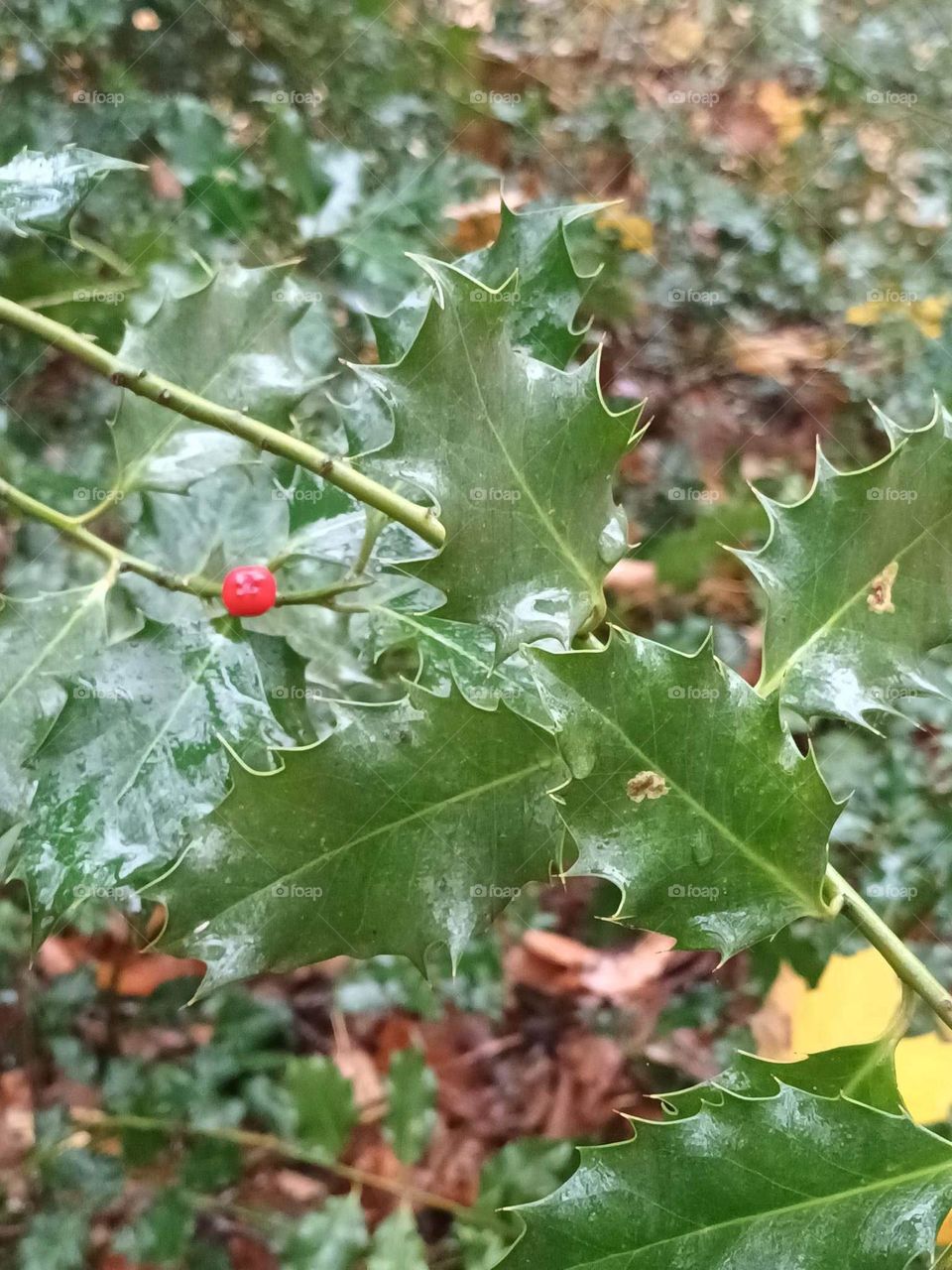 Parc de Mariemont , la louviere