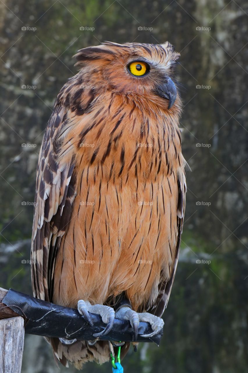 The Owl, one of the native birds of Java island of Indonesia