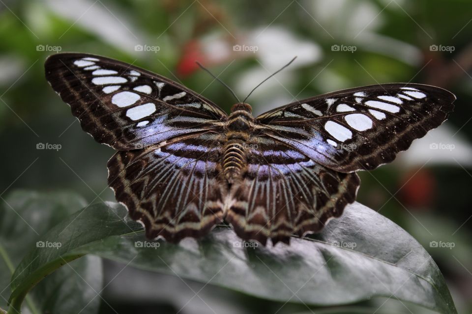 Beautiful butterflies 