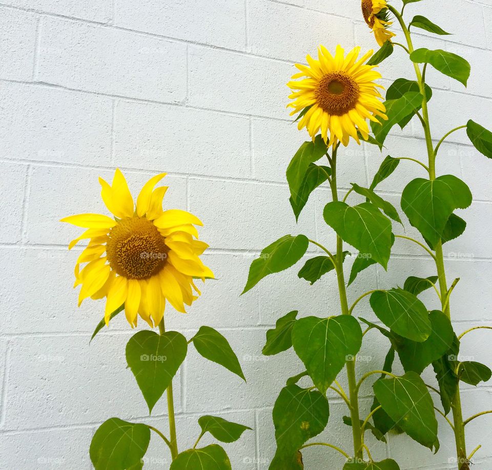 Growing up means helping others.  Found these sunflowers outside of the Salvation Army building.  #volunteering 