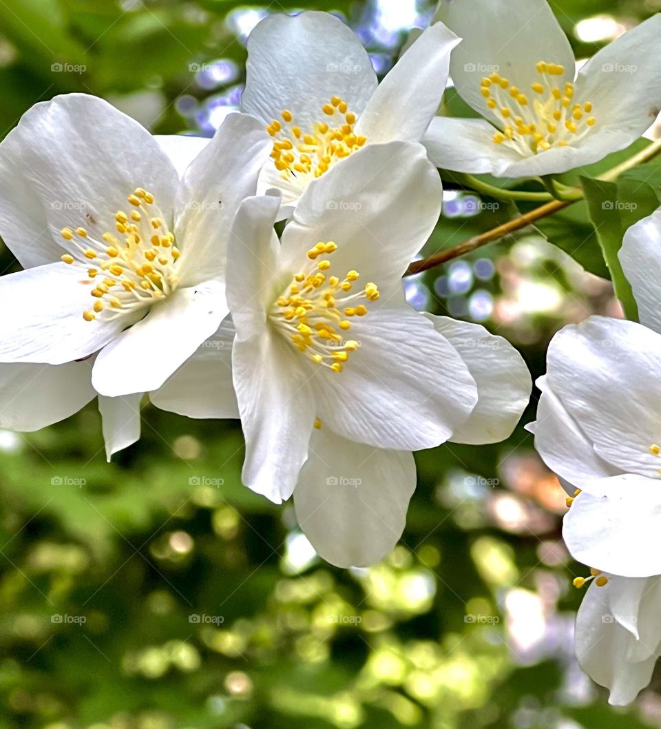 Mock orange Lewis (Garden jasmine)