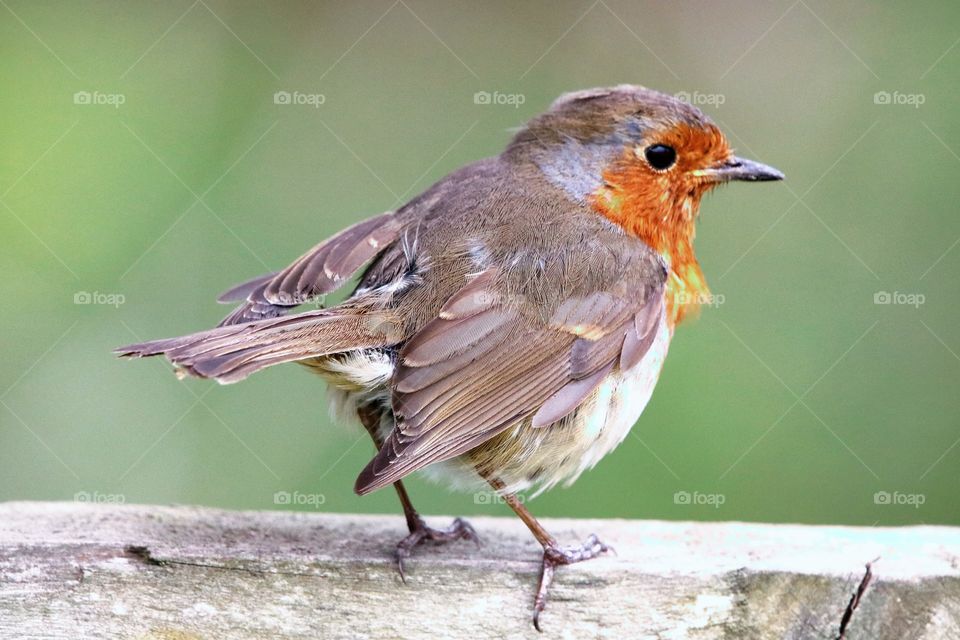 robin-one of my favorite birds ;) 🐦