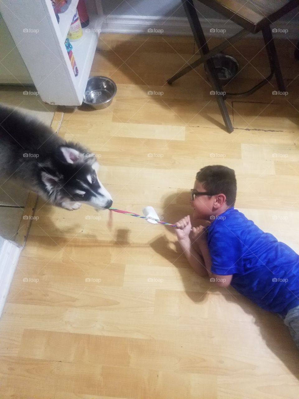 Child playing tug of war with Alaskan Malmute Puppy dog with rope.