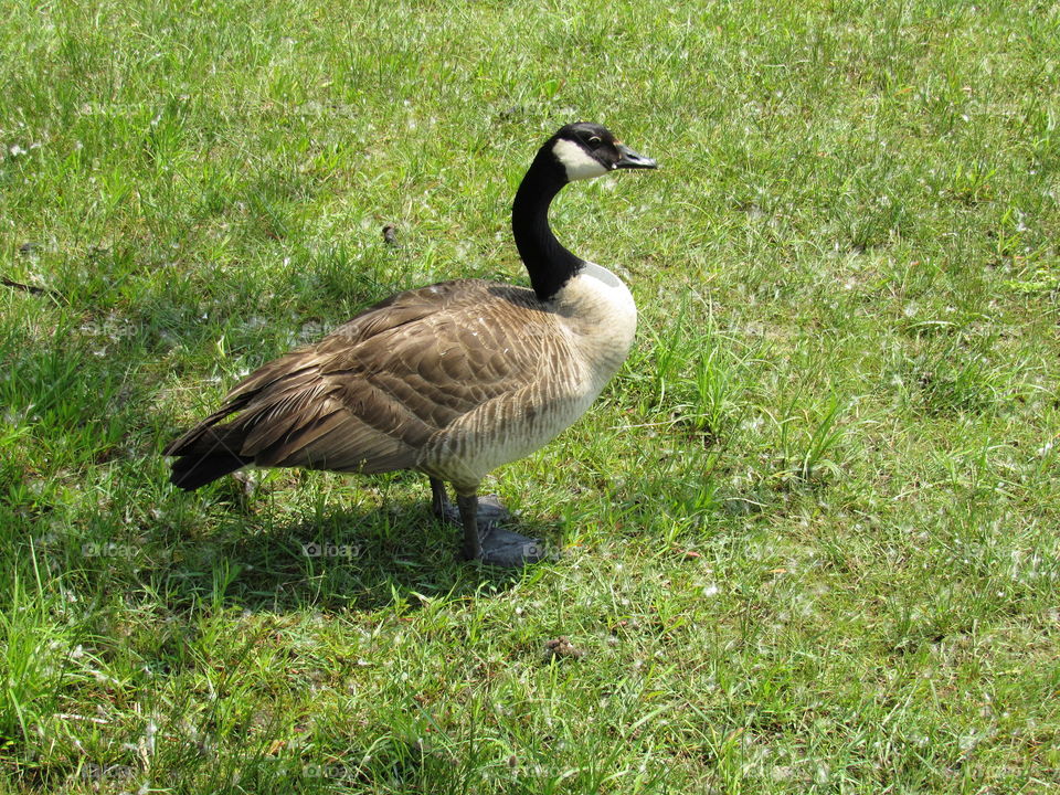 Goose
