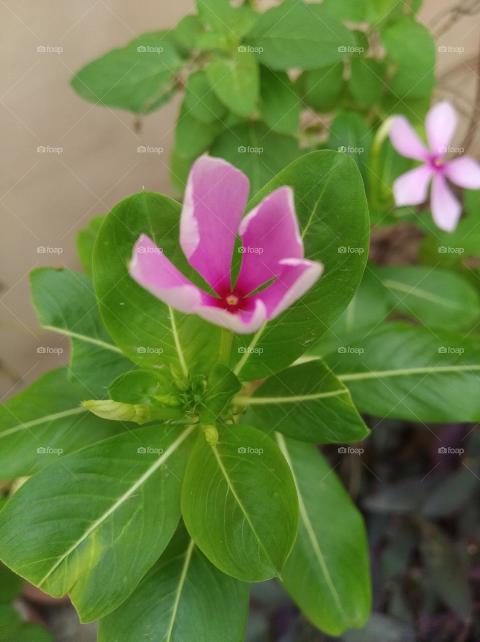 periwinkle pink flower seasonal fresh shurb small size looks very beautiful generally found everywhere