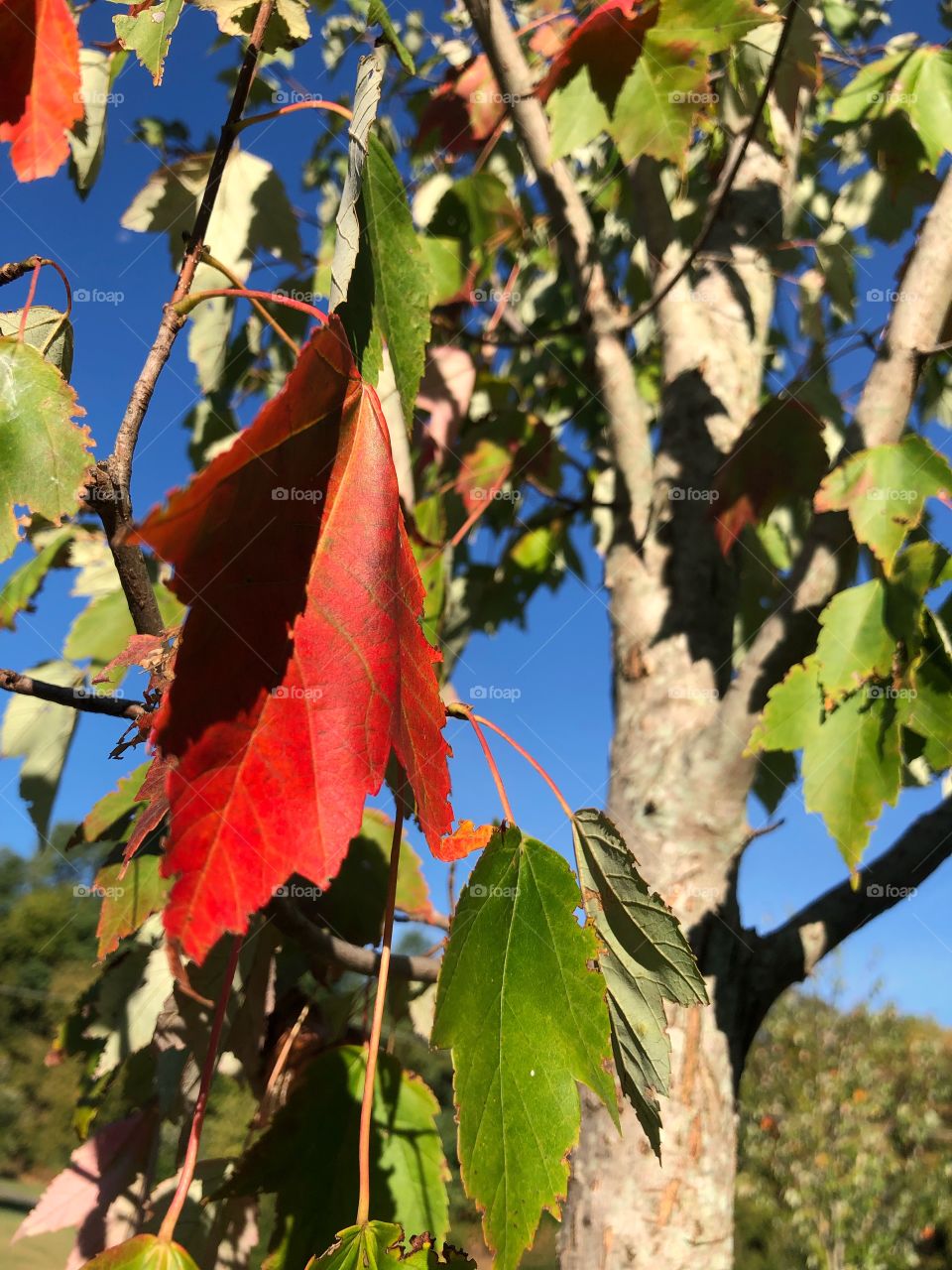 First signs of Autumn changing leaf on a young tree against a blue clear sky 