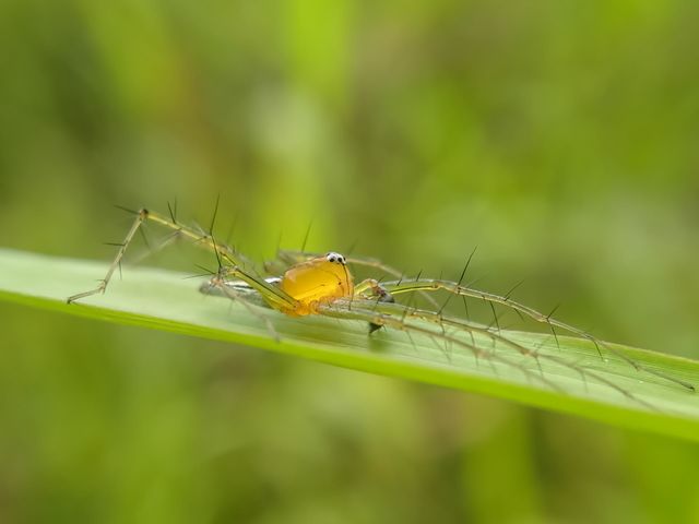 Spider on grass leaf.