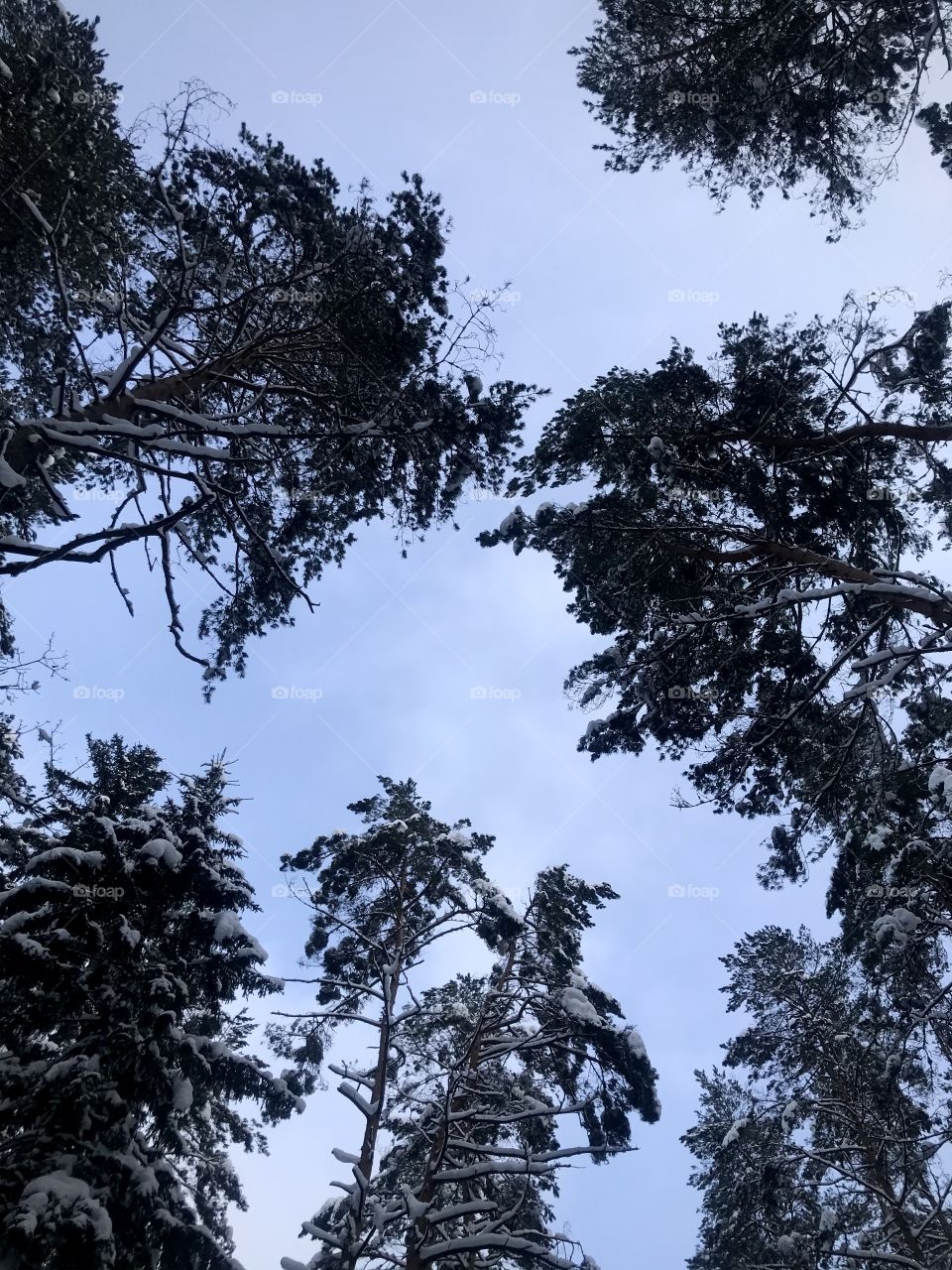 Sky thru branch