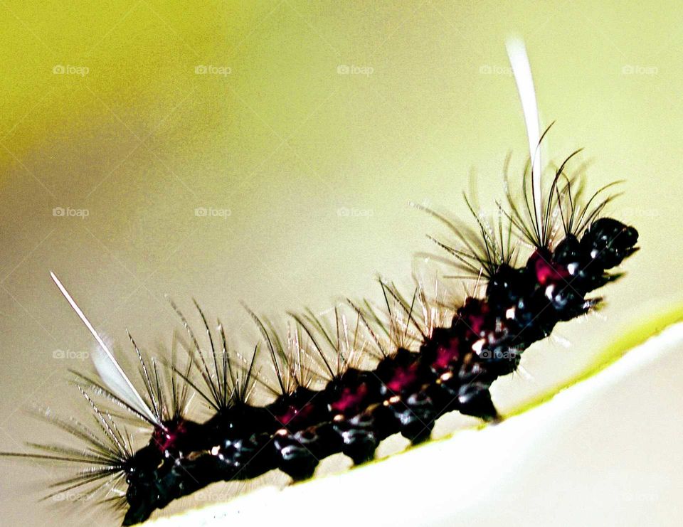 Taturana é o estágio larval de alguns insetos da ordem Lepidoptera