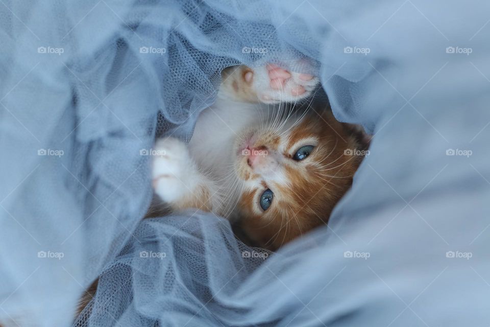 Cozy mood, little pet, beautiful cat