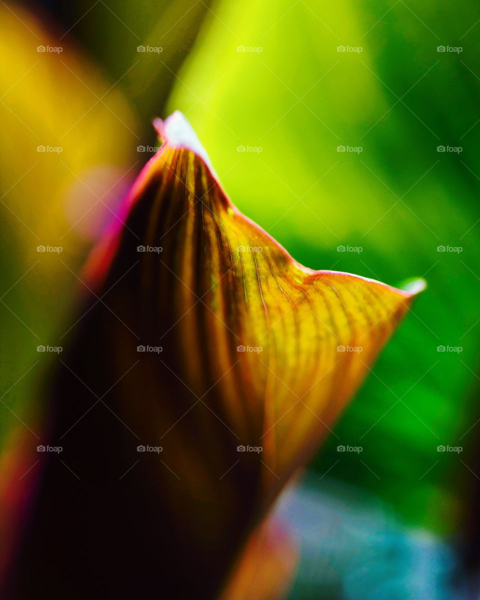 tropical colorful leaves layout, Nature abstract Background