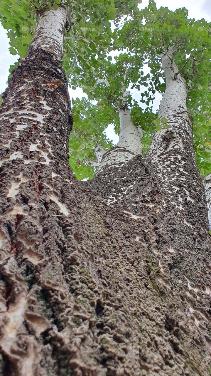 tree trunk and branches closeup perspective