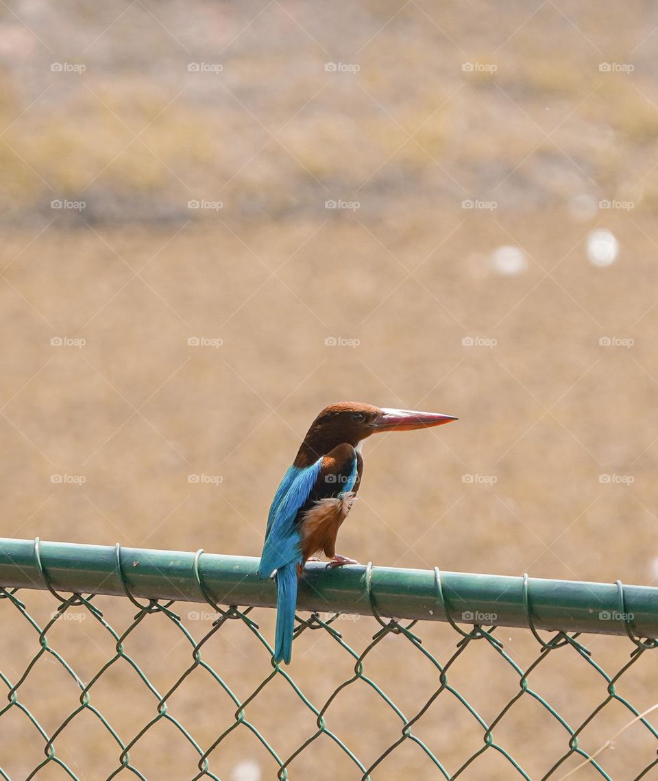 Bird on a mesh