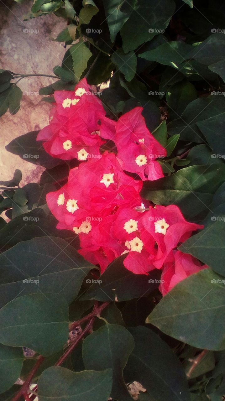 Pink gorgeous tropical exotic flower along green leaves outdoors.
It is about beautiful bouquet of Bongaivillea flower,that named also
Paper flower