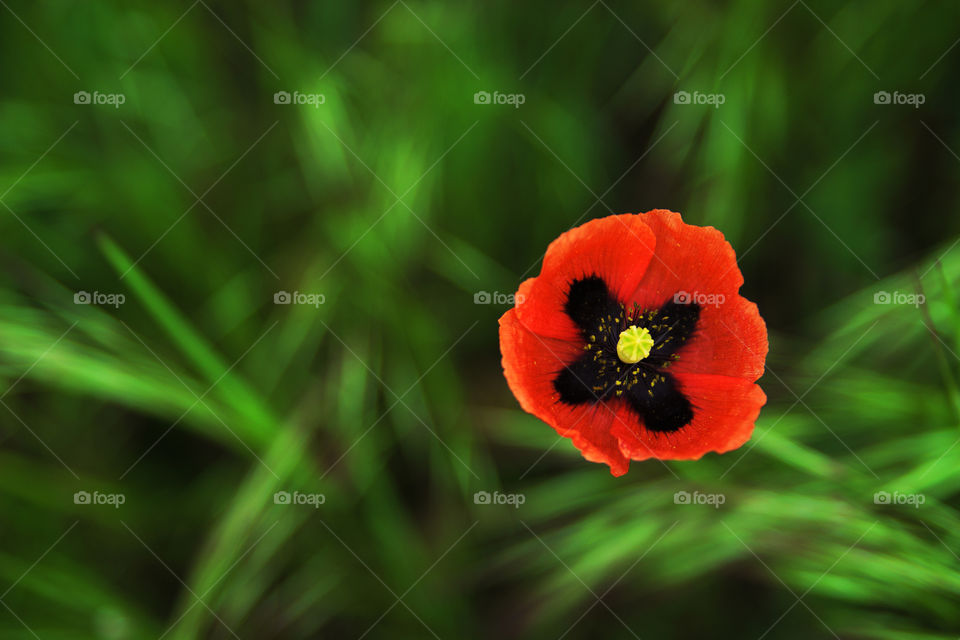 Close-up of red poppy