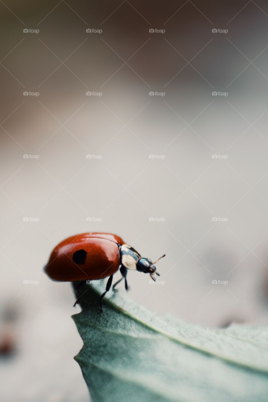 Ladybug in leaf