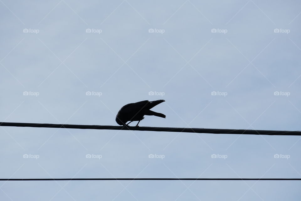 crow