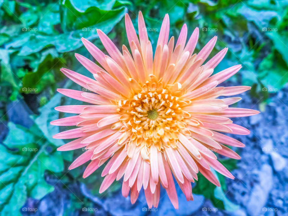 Beautiful tropical flower 