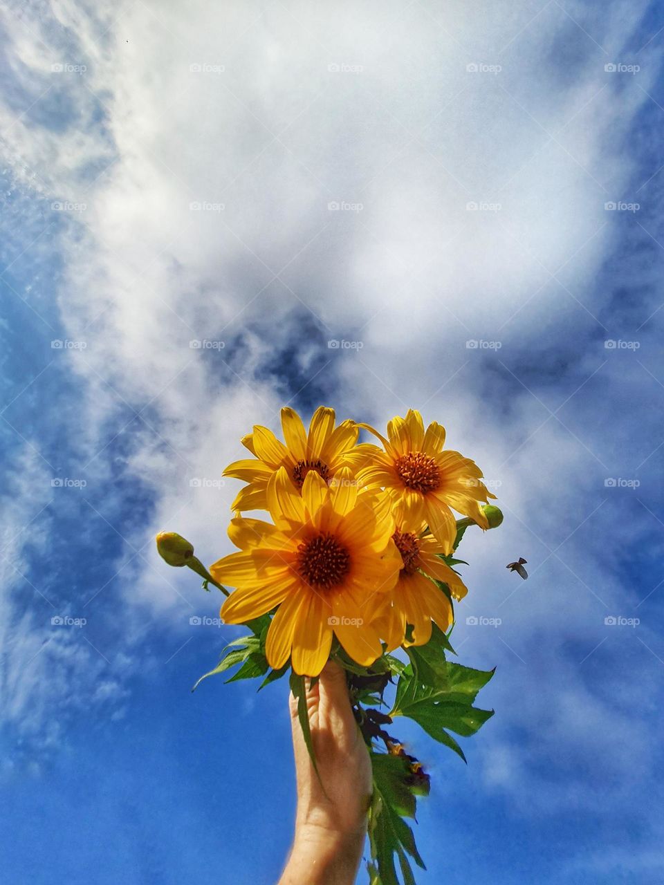 Flores amarelas com céu azul