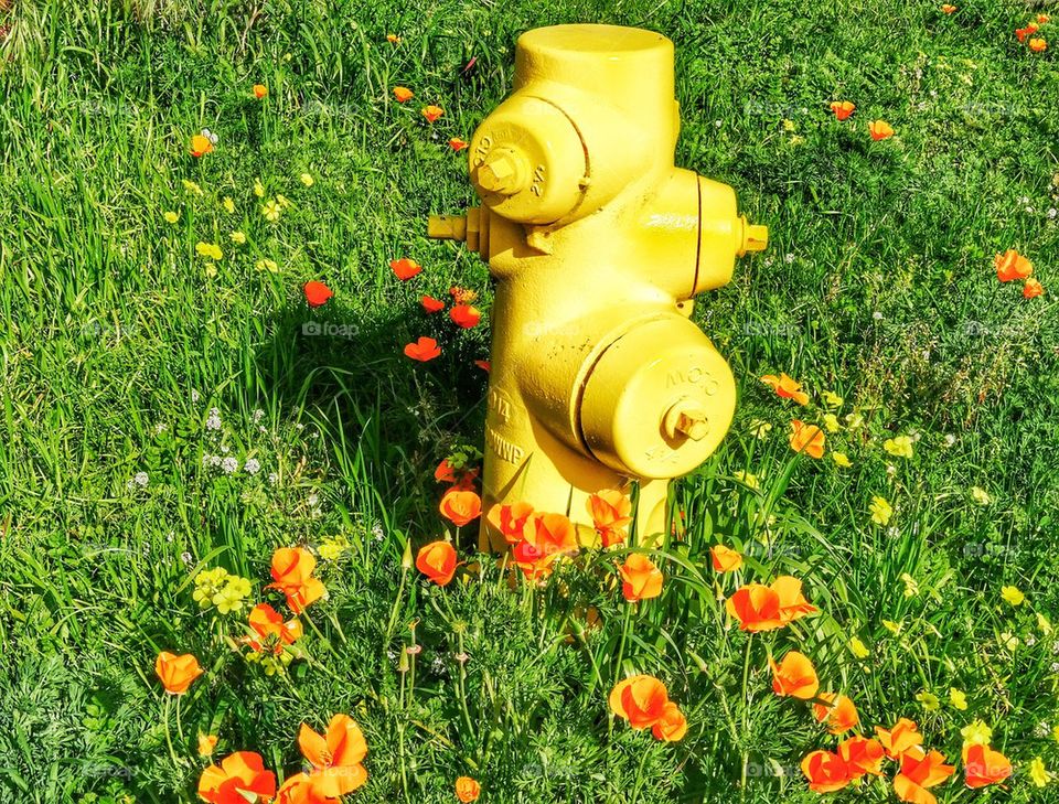 Gorgeous Fire Hydrant. The Most Beautiful Fire Hydrant In The World
