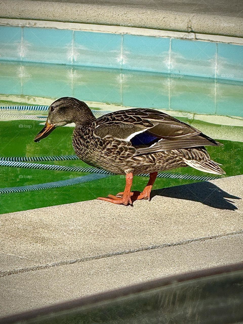 Mallard Duck
