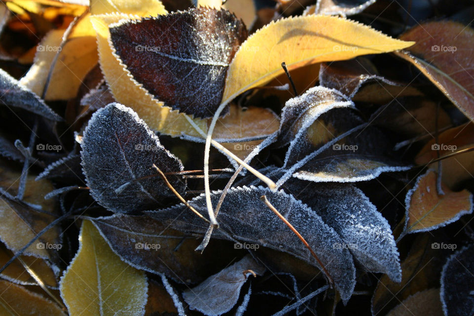 morning sun leaves ice by katers596