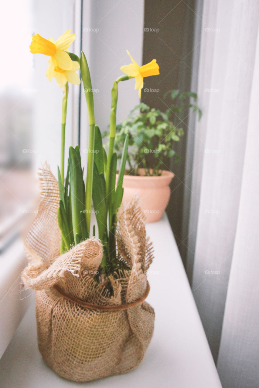 Plants on the window sill