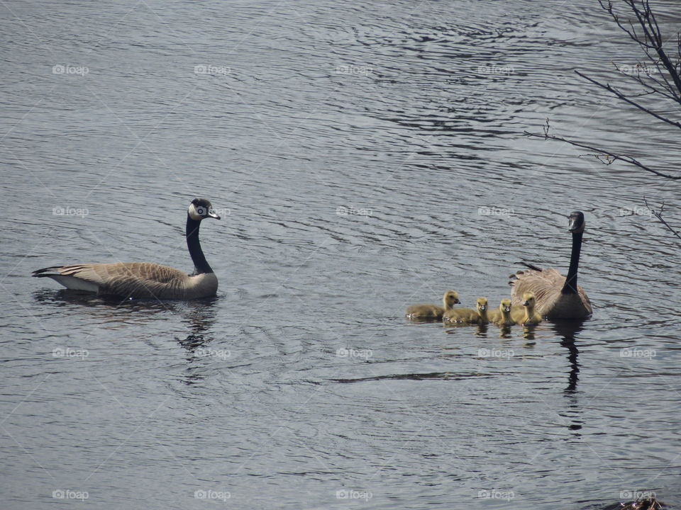 Canadian geese with their goslings.