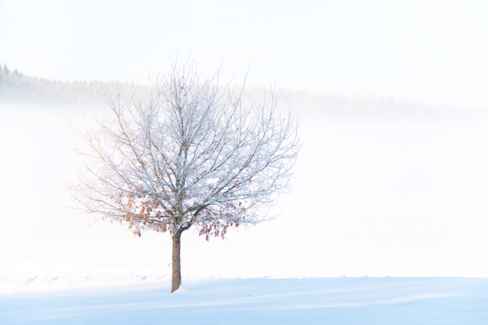 träd snö vit dimma by jesseninja