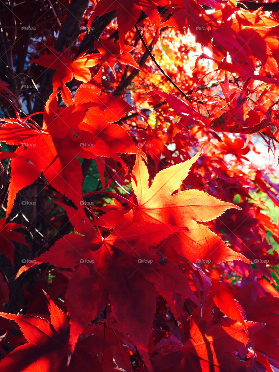 Leaf, Fall, Season, Nature, Bright