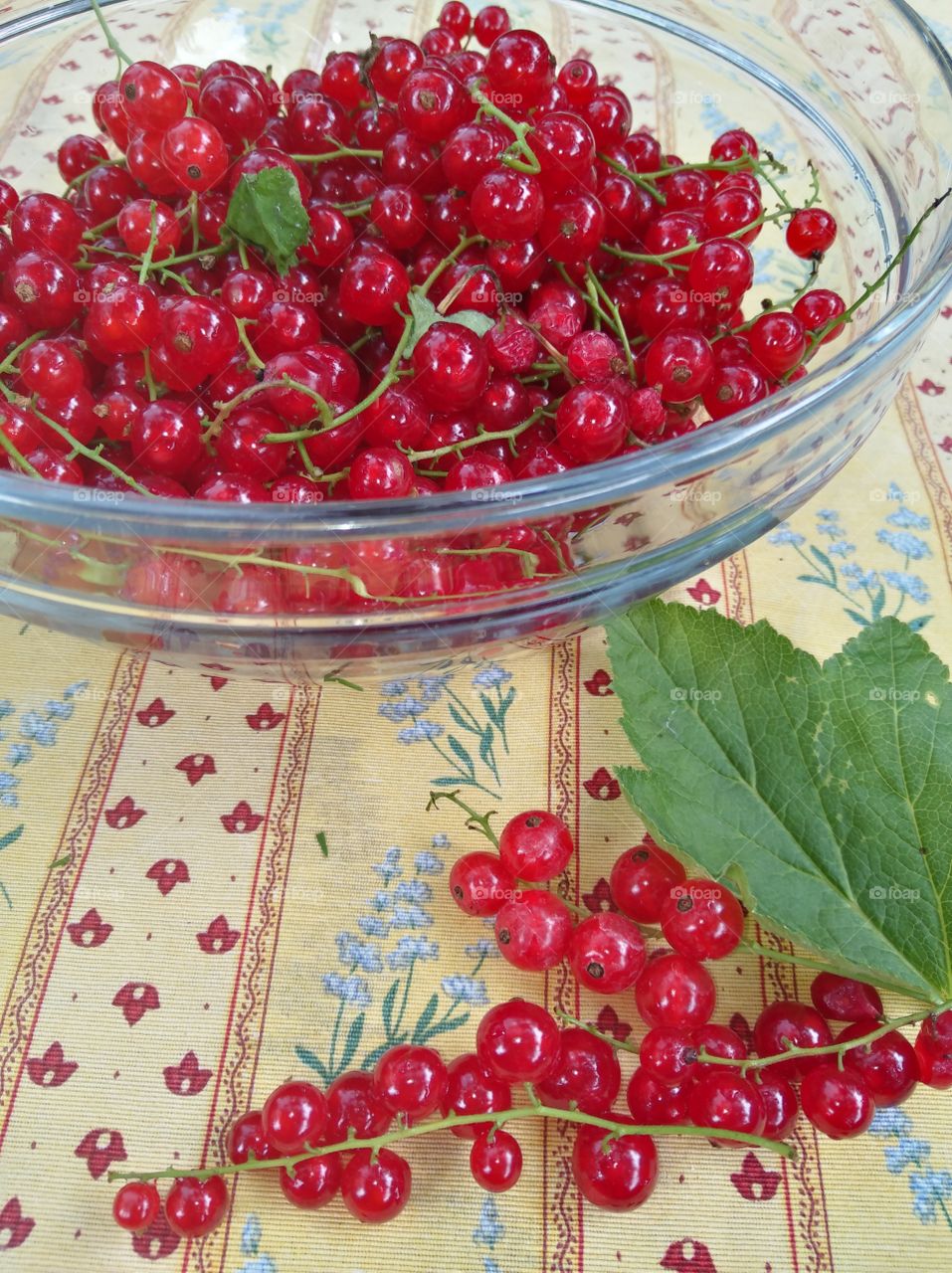 frische 
Johannisbeeren