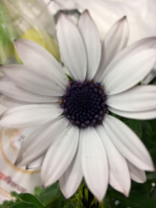 Fiore