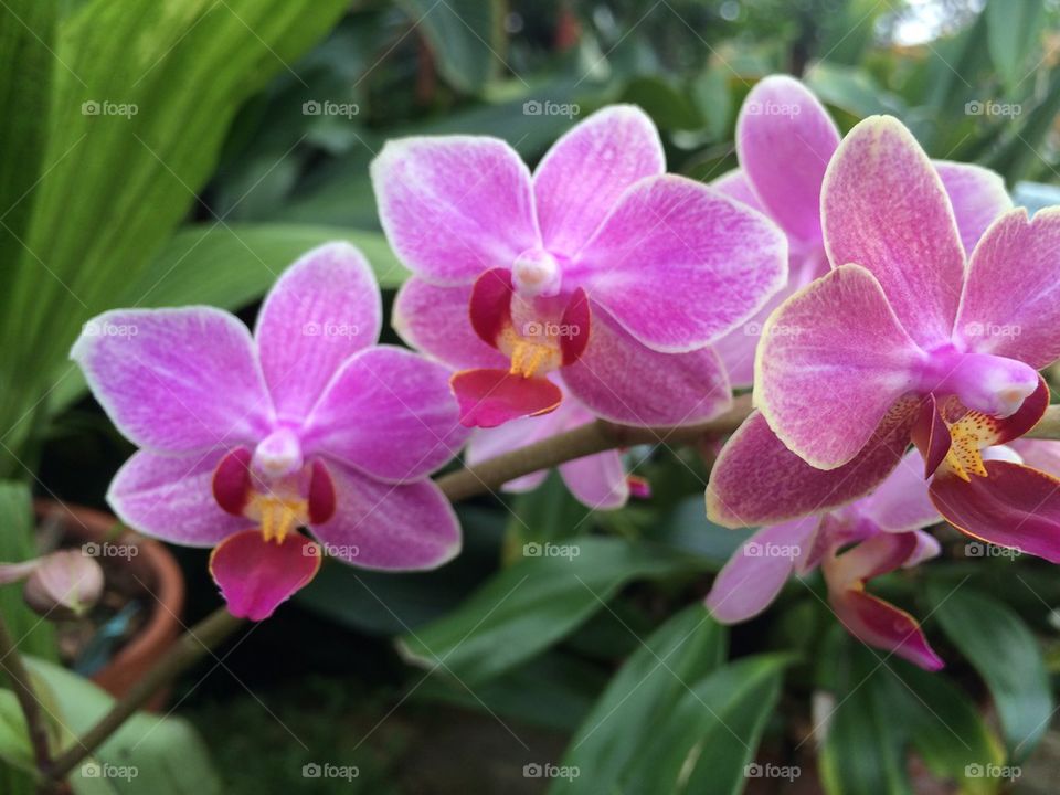 Orchids