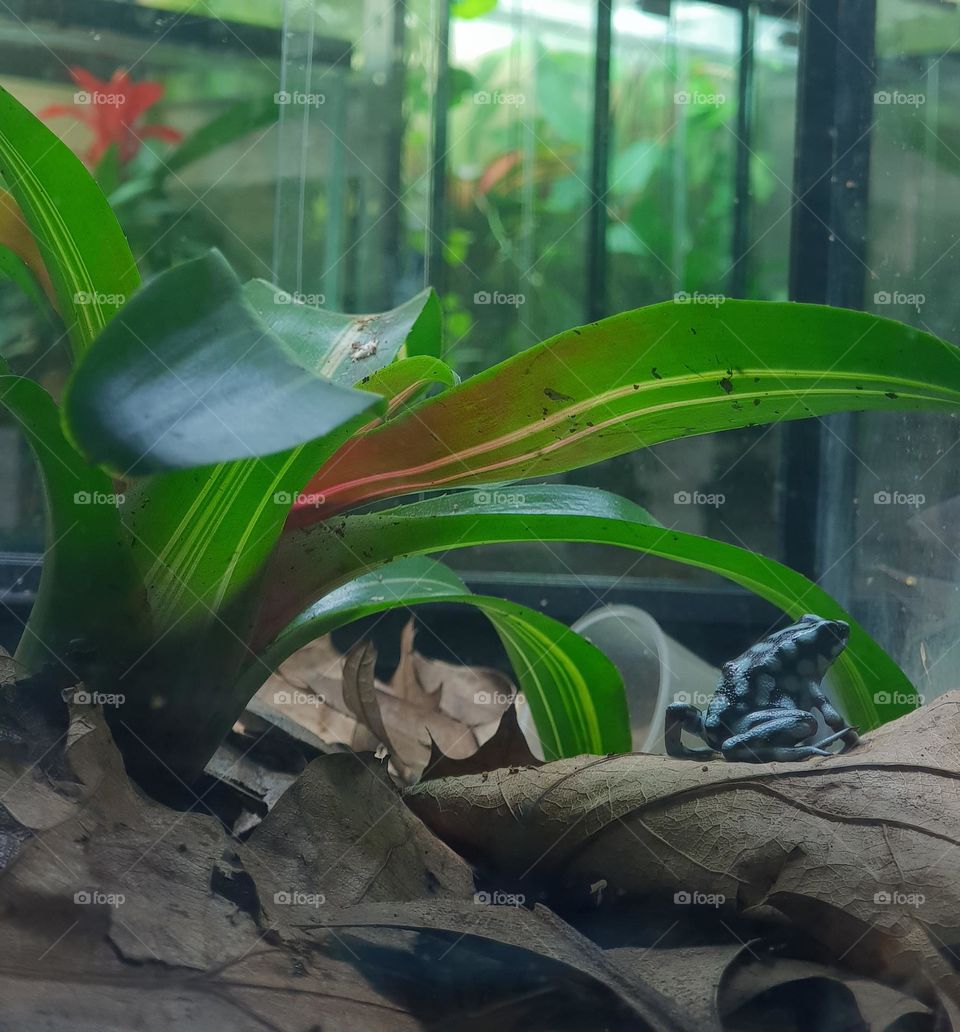blue and black poison dart frog
